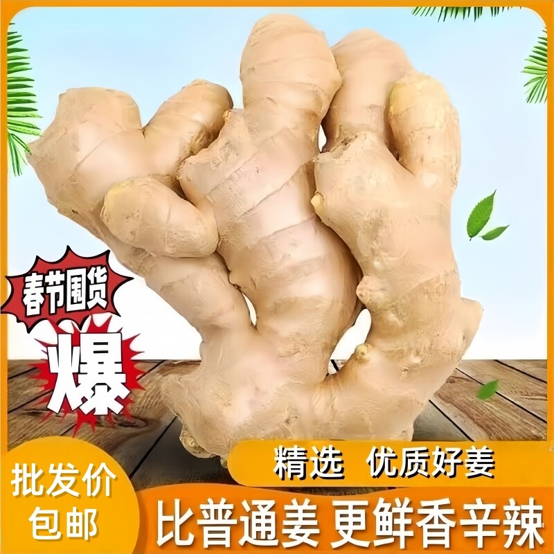 【精选】山东大姜风干姜大块无泥生姜老姜月子无硫整箱黄姜新鲜图片