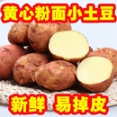 云南高山马铃薯新鲜红皮土豆黄心土豆10斤农家洋芋小土豆蔬菜 包邮