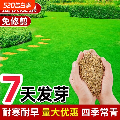 草坪草籽黑麦草子牙根青草皮草籽马尼拉草种籽庭院植物护坡高羊茅