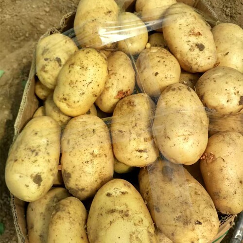 贵州威宁黄心米拉土豆高山特产