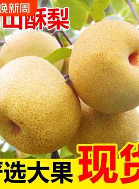 梨子正宗砀山梨酥梨当季水果新鲜现摘安徽皇翠冠整箱青梨香梨雪梨