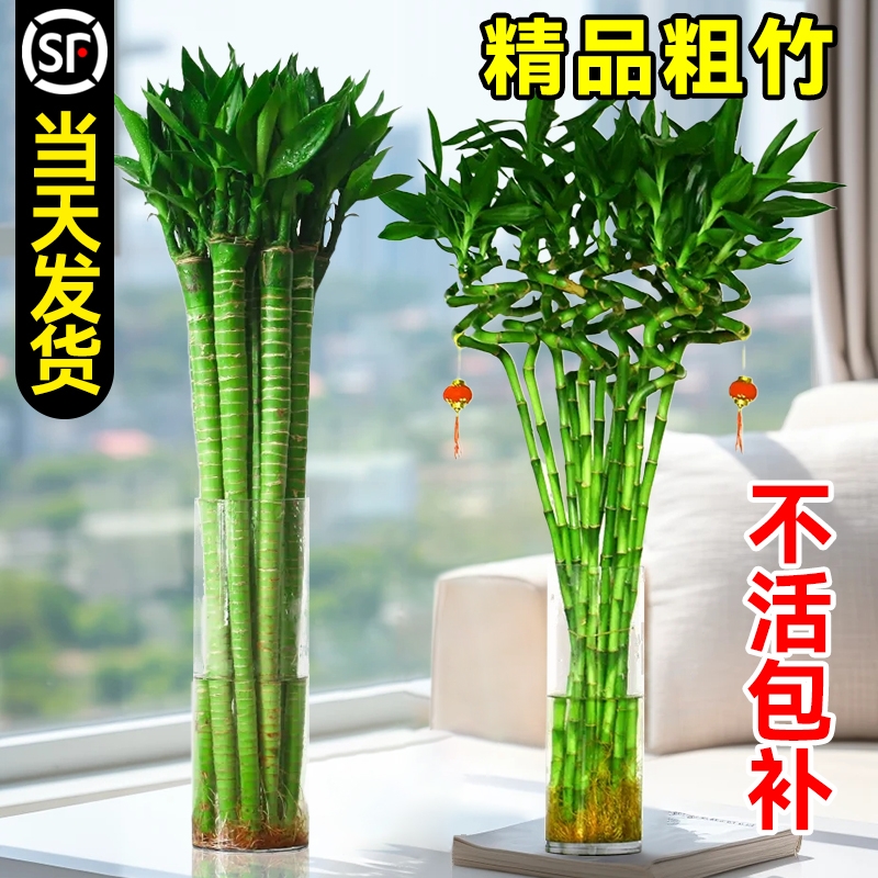 转运竹水培植物开运竹龙竹富贵竹子盆栽四季水竹水养绿植室内带根