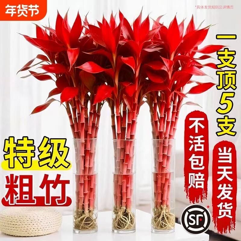 富贵竹水培绿植物盆栽客厅紫竹鸿运招财竹子办公室内桌面好养花卉