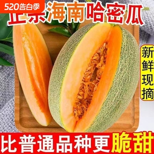 净重8.5斤【农场摘现发】海南哈密瓜2-3个
