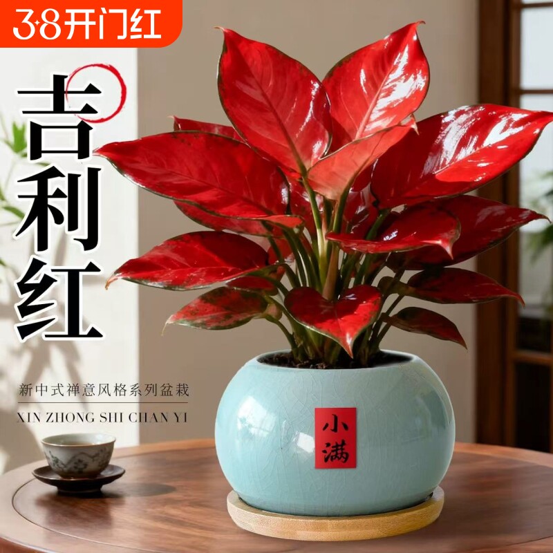 吉利红盆栽如意皇后室内办公室工位桌面绿植摆件适合懒人养的花卉