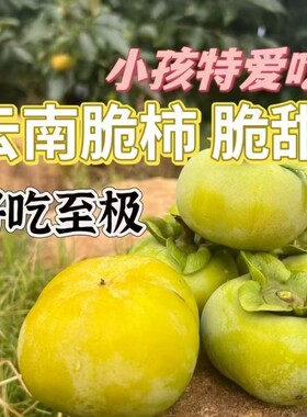 云南脆柿子脆甜现摘柿子脆柿孕妇