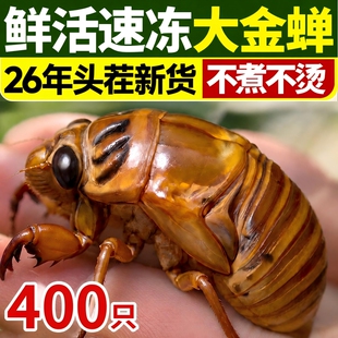 2026山东大知了猴新鲜现抓活体金蝉冷冻结了龟爬叉猴蛹大号幼虫
