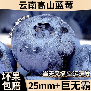 云南花香蓝莓新鲜水果特大果怡颗l25高山当季产地直发顺丰空运甜