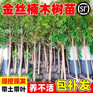 金丝楠木树苗正宗四川庭院稀有珍贵盆栽赤楠小叶桢楠金丝楠木大树