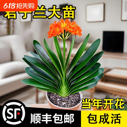 君子兰盆栽带花苞名贵花卉精品圆头和尚大苗当年开花植物客厅绿植