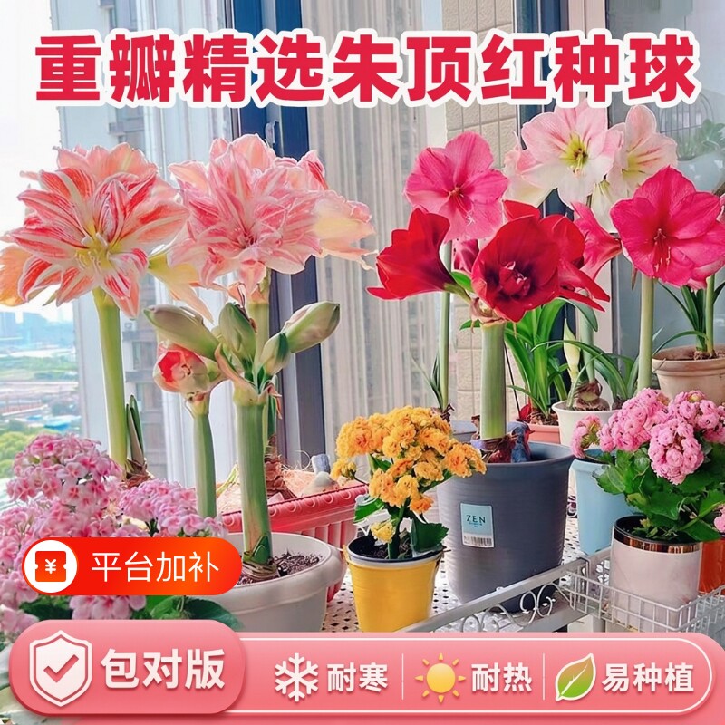 重瓣朱顶红种球多年生植物室内阳台盆栽室外庭院地载观赏花卉绿植