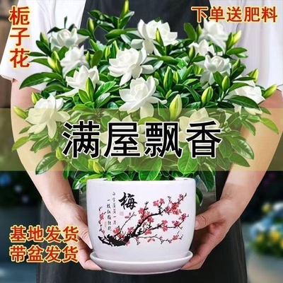 浓香型大盆牡丹栀子花四季开花卉