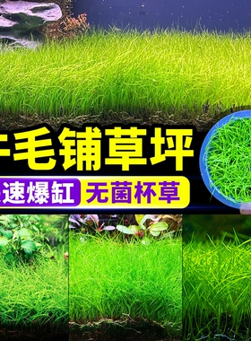牛毛水草前景草无菌水草杯植物真草鱼缸造景专用净水增氧阴性草坪