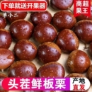 2025年丹东板栗新鲜生栗子5斤大果糖炒毛板栗仁油锥栗整箱 包邮