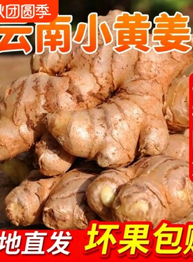 正宗小黄姜嫩姜仔新鲜生姜