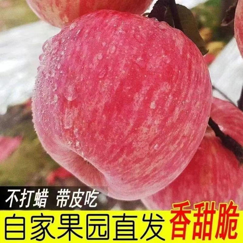 2025山西万荣苹果红富士条纹片红新鲜脆甜多汁冰糖心运城苹果5斤