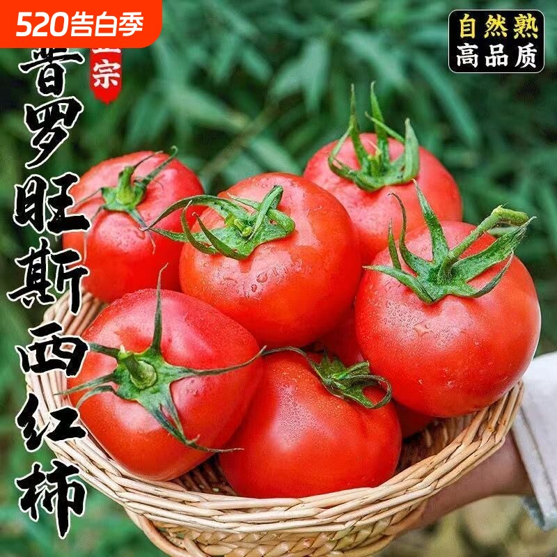 正宗陕西普罗旺斯西红柿沙瓤自然熟番茄新鲜水果当季整箱番茄蔬菜