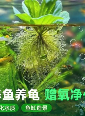 鱼缸造景水培绿植浮萍水草植物漂浮躲避增氧净化水质海缸螃蟹大型