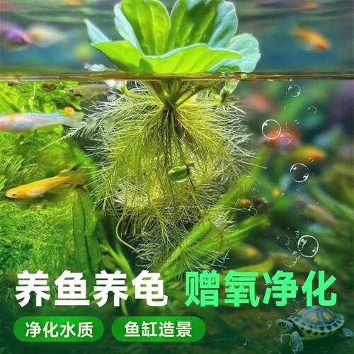 鱼缸造景水培绿植浮萍水草植物漂浮躲避增氧净化水质海缸螃蟹大型