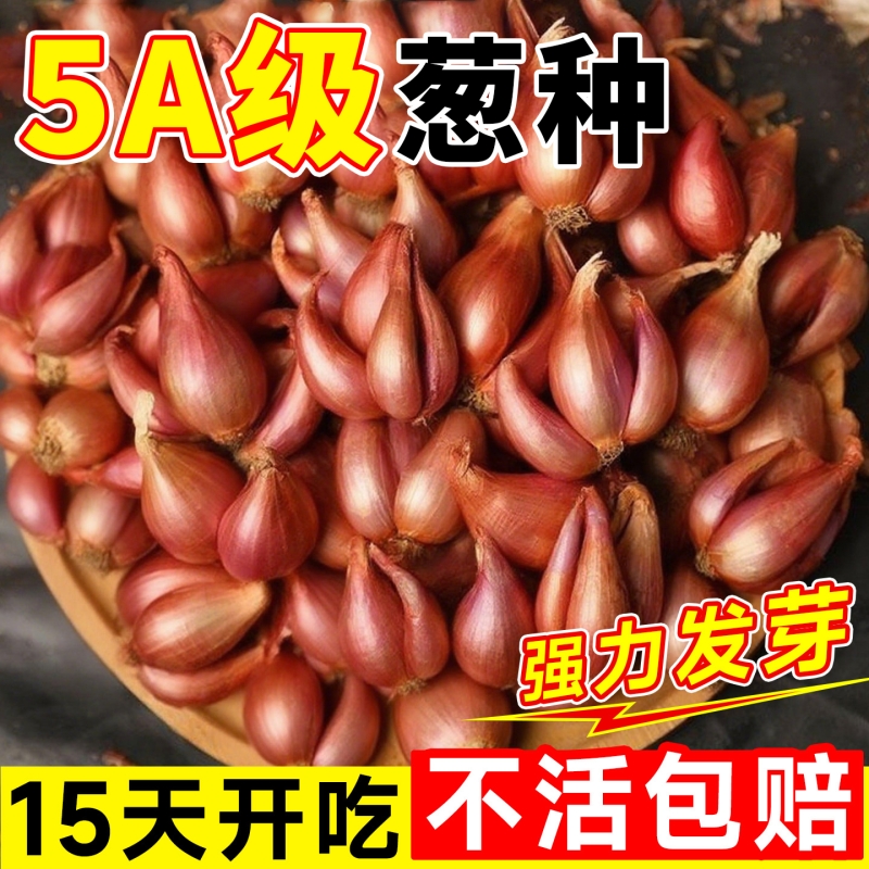 红葱头种子四季小香葱种头正宗广东四川红葱头葱种籽本地火葱批发