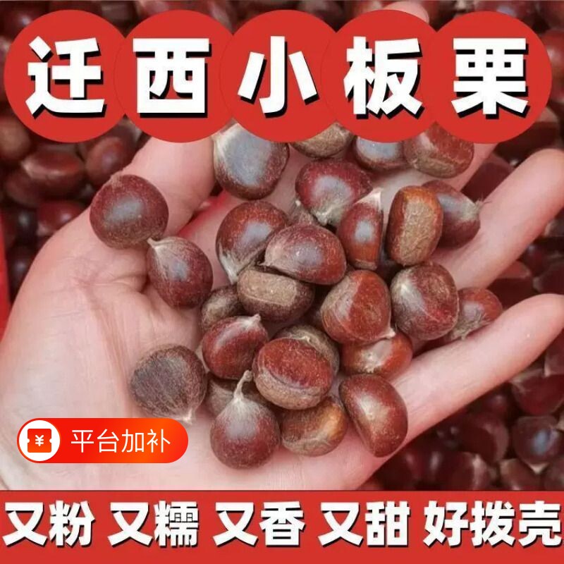 板栗生新鲜新鲜野生小毛栗子板栗生油栗迁西小板栗野栗带壳