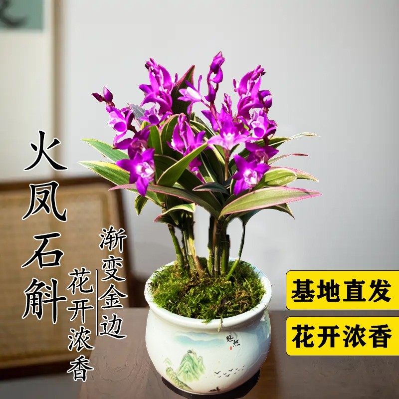 ���ڲ������ͷ´ɰ��衿���ʯ��6���ͷ� ���� ̩����ʯ����߻��ʯ������������Ũ��������̨�ߵ�������ֲ����