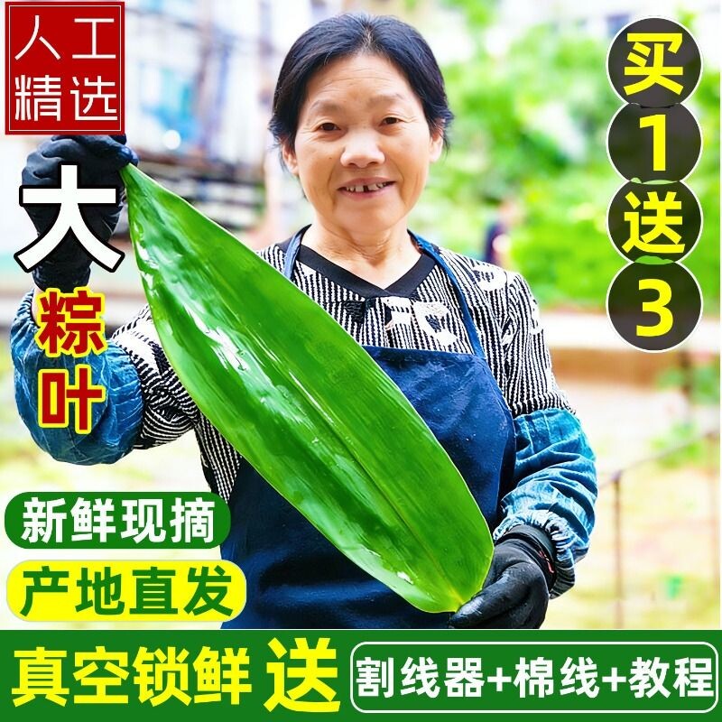 新鲜粽子叶特大粽叶箬叶端午节包粽子的叶子家用商用干粽子叶送绳