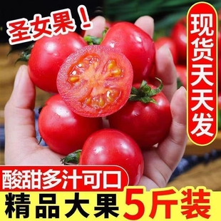 正宗广西千禧果圣女果小番茄樱桃小西红柿新鲜生吃应季水果爆汁