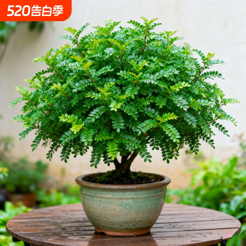 清香胡椒木盆栽装饰绿植叶驱蚊植物室内客厅清香木老桩盆景阳台