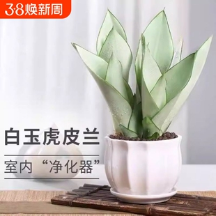 白玉虎皮兰室内办公室桌面绿植好养虎尾兰小盆栽植物净化空气客厅