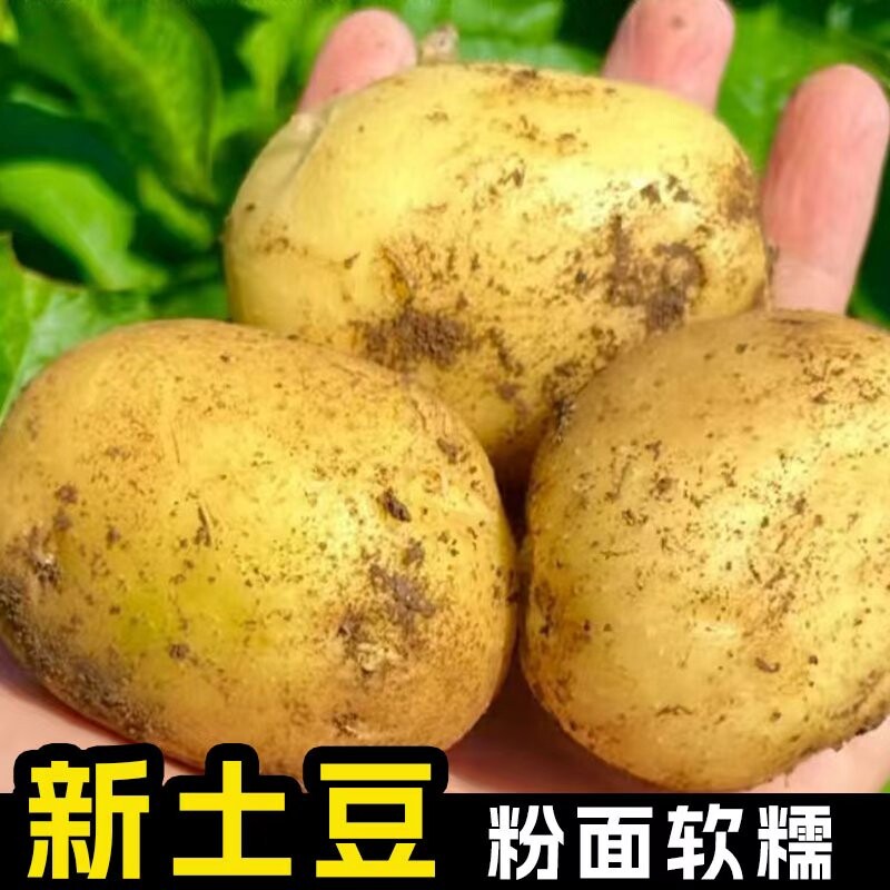 贵州新鲜农家黄心土豆马铃薯洋芋5斤9斤包邮炸薯片专用粉面