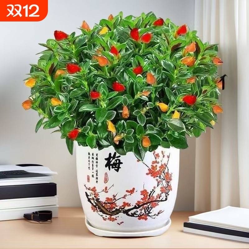 新品金鱼吊兰盆栽室内阳台秋冬好养四季耐寒开花卉绿植物不带花苞