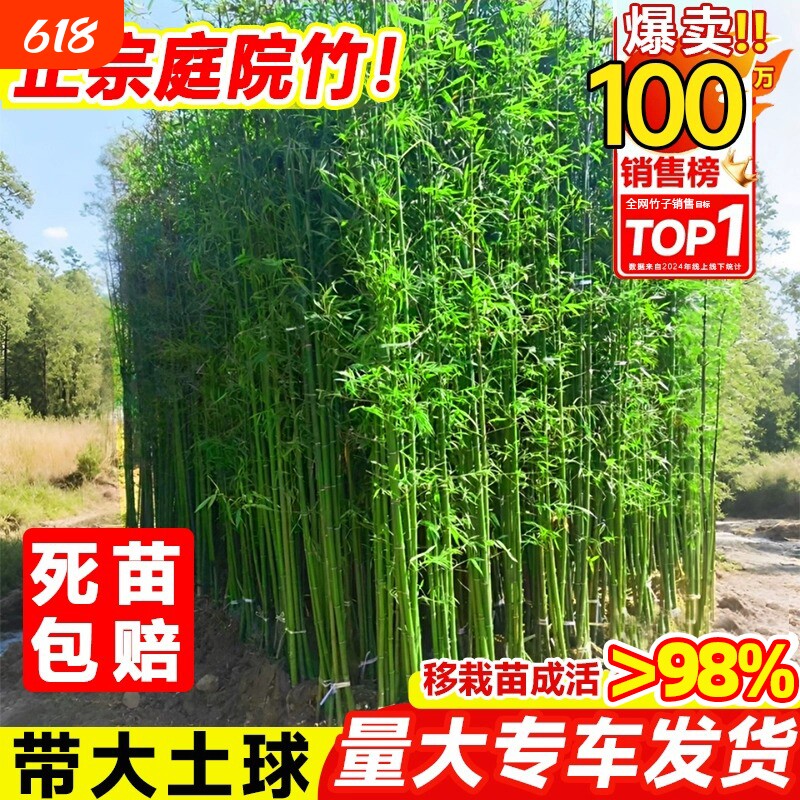 竹子苗庭院四季耐寒植物竹子盆栽紫竹苗罗汉竹绿植凤尾竹客厅种植