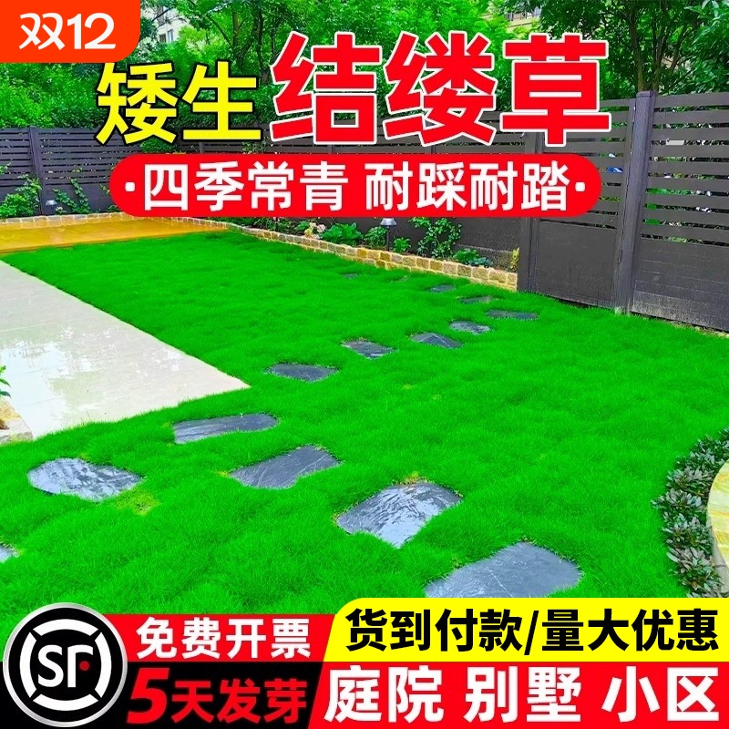 进口结缕草草籽低矮耐踩耐寒耐旱露营公园绿化草坪美国结缕草种子