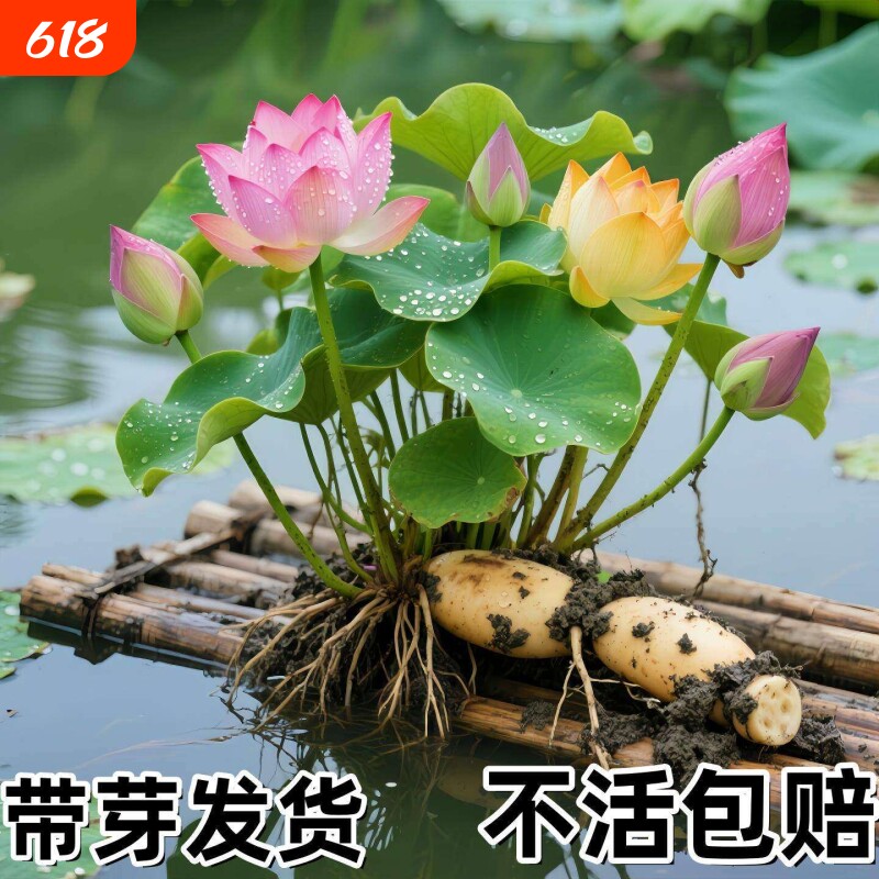 荷花盆栽莲花藕苗四季观赏藕种水培植物池塘花卉睡莲莲藕苗种花期