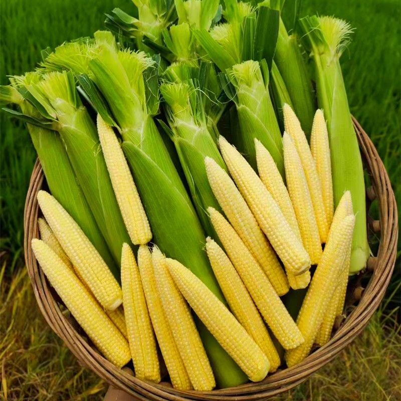 广西新鲜玉米笋带皮玉米芯苞现摘小迷你农家蔬菜食用鲜嫩小玉米