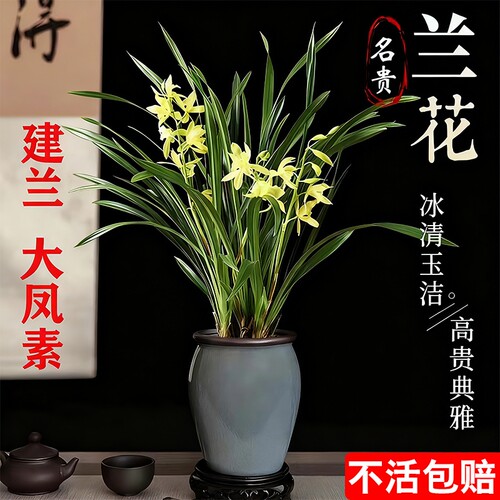 四季兰建兰大凤素夏带花苞开花室内花卉兰花苗客厅名贵素心兰水培