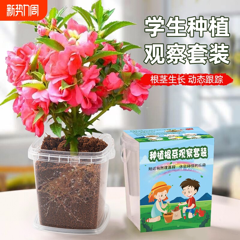 凤仙花种籽四季小学生科学实验观察指甲花儿童种植小盆栽植物种子