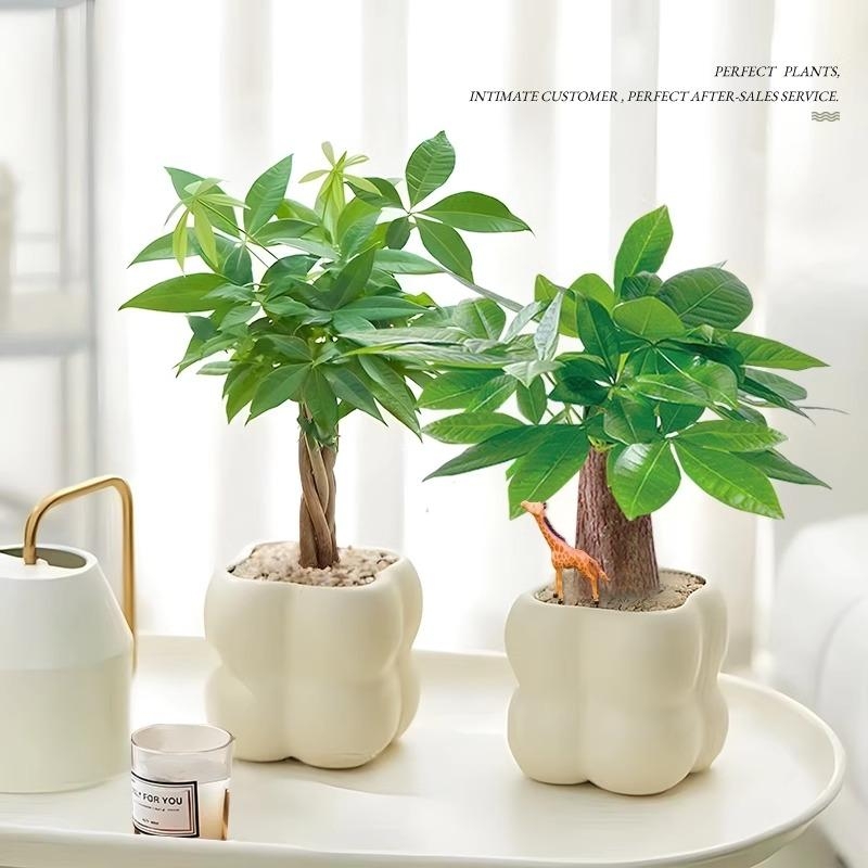 发财树盆栽招财植物绿植