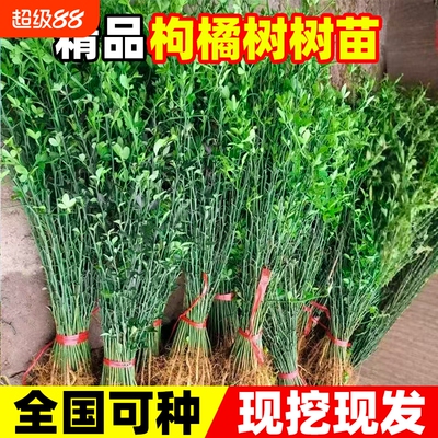 枸橘树苗枳壳苗臭庭院造刺造护栏围墙篱笆墙带刺植物嫁接耐寒耐阴