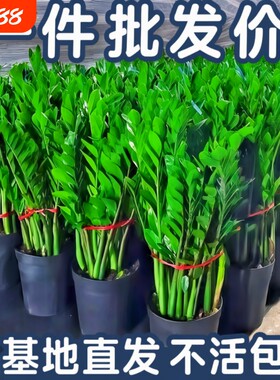 金钱树盆栽室内客厅绿植大摇钱发财树办公室开业招财盆景阳台乔迁