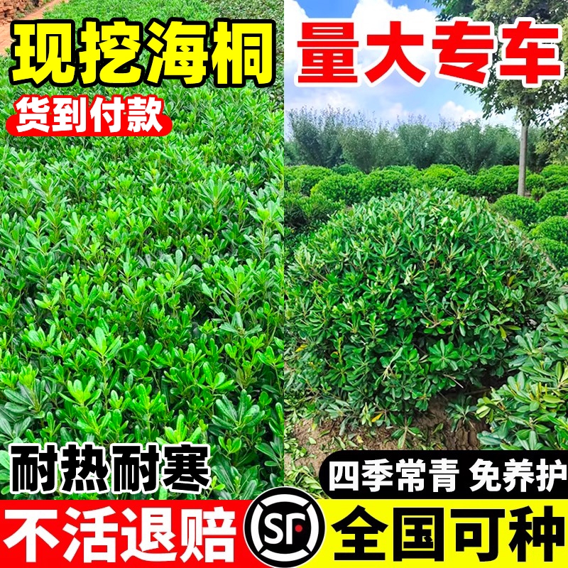 海桐树苗四季常青庭院绿化气味芳香海桐球耐寒植物行道围墙绿篱苗
