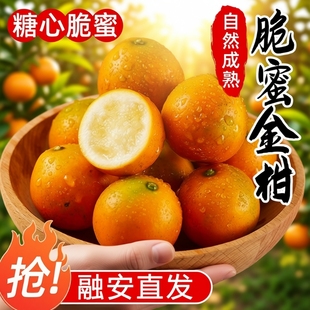 广西融安脆蜜金桔金柑第三代水果鲜果金橘纯甜脆5皮爆汁年货节