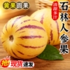人参果新鲜水果云南石林黄心圆果树上熟七彩人叁果整箱包邮回购