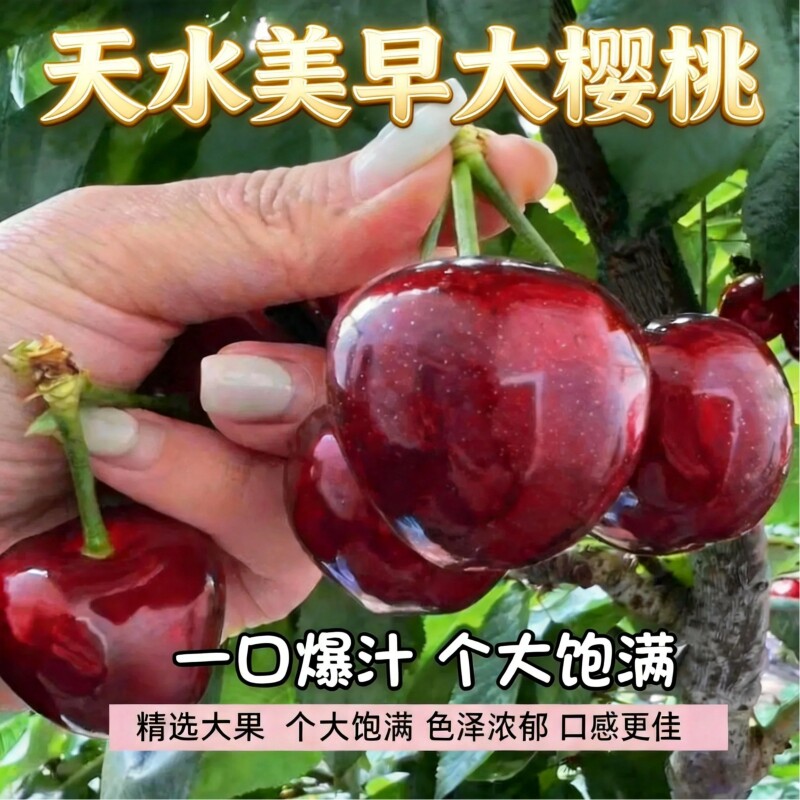 甘肃天水大樱桃美早俄八当季新鲜现摘硬肉车厘子脆甜多汁冷链包邮