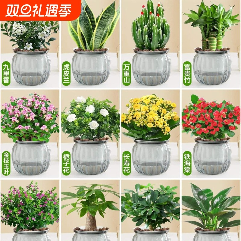 绿萝盆栽办公室内客厅桌面好养活花卉小绿植发财树水培植物