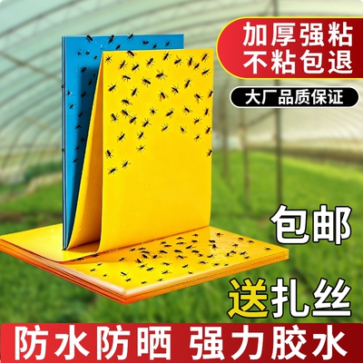 双面粘虫板专用灭虫|千人加购