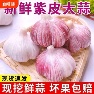 26年新鲜紫皮大蒜腊八蒜多瓣蒜新鲜蒜现挖蒜头泡蒜大蒜头农家自产