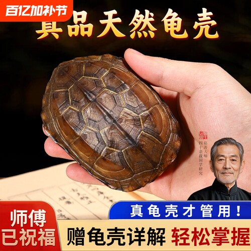 天然乌龟壳真龟甲文玩六爻把玩件