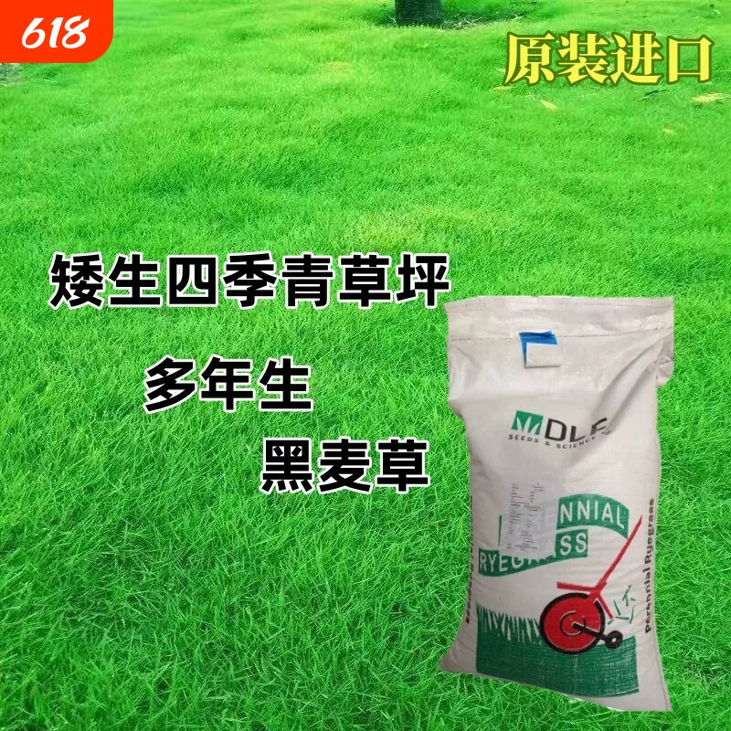 黑麦草种子草坪草籽多年生四季常青矮生耐寒庭院绿化护坡草皮种子